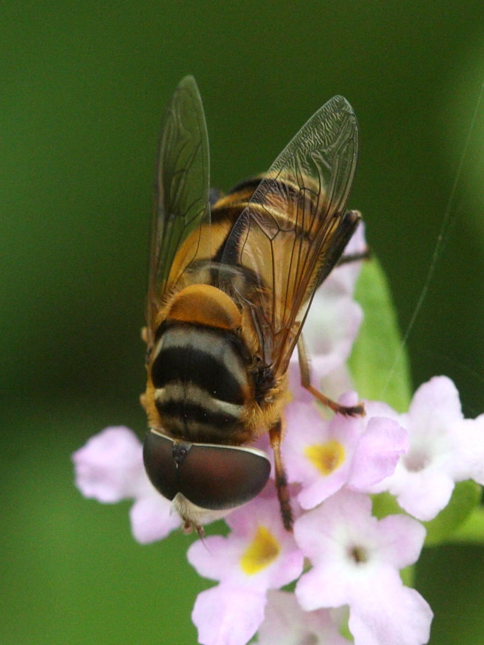 palpada_vinetorium2md