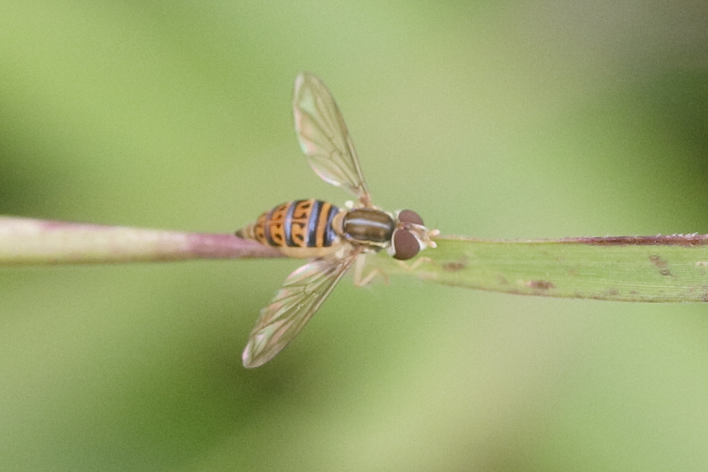 toxomerus_pulchellus1md