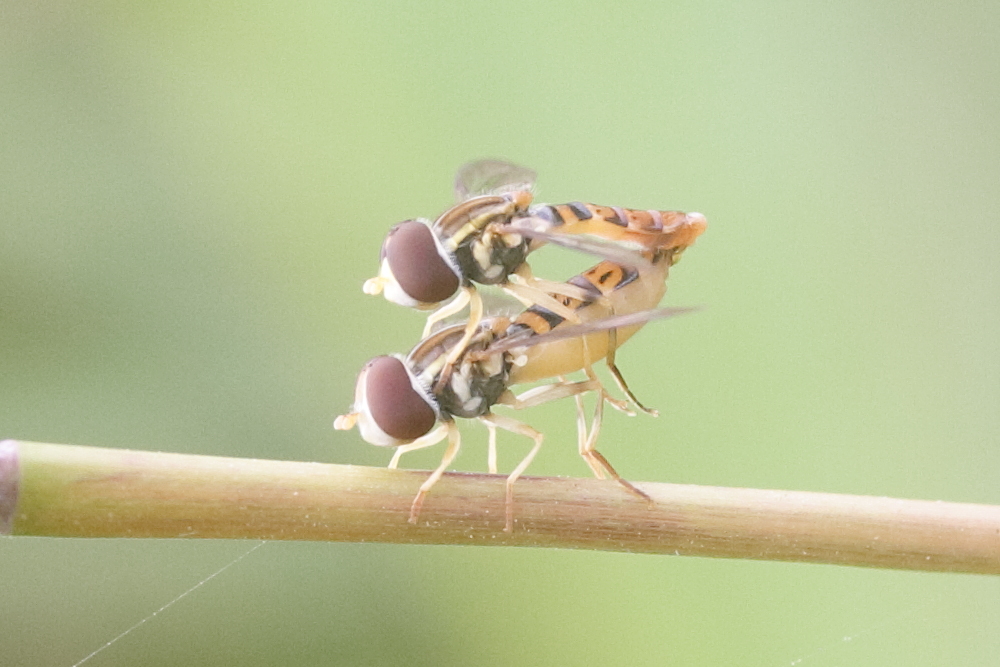 toxomerus_pulchellus2md