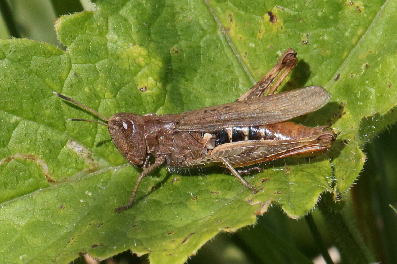 chorthippus_biguttulus4bd