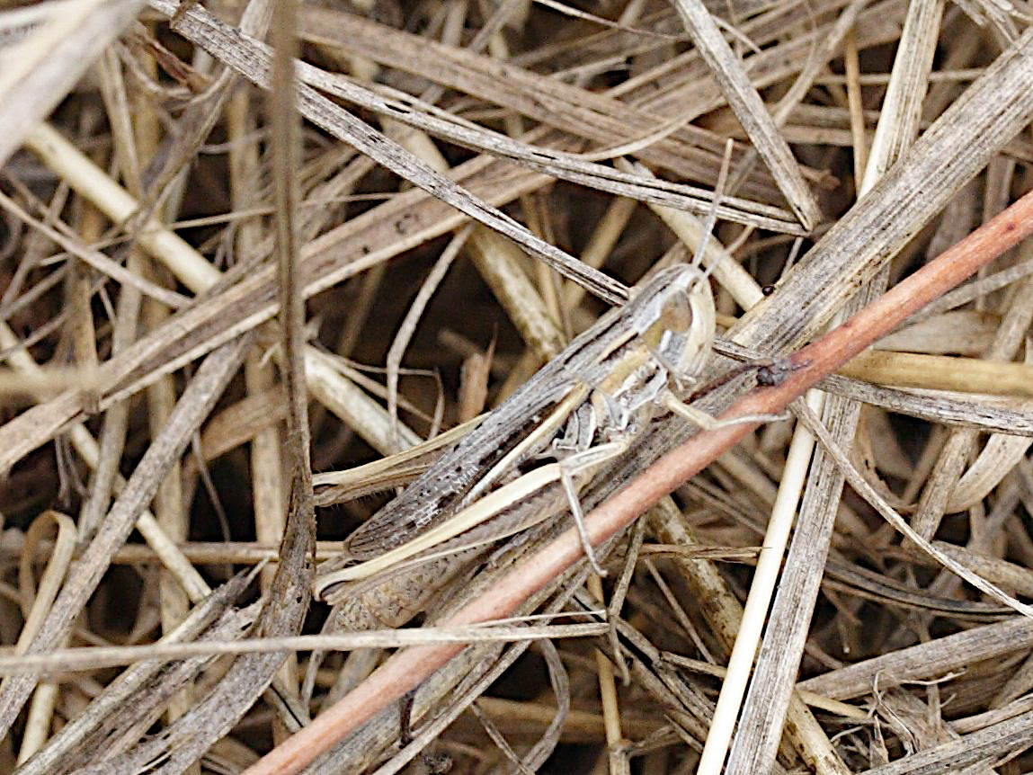 chorthippus_albomarginatus3md