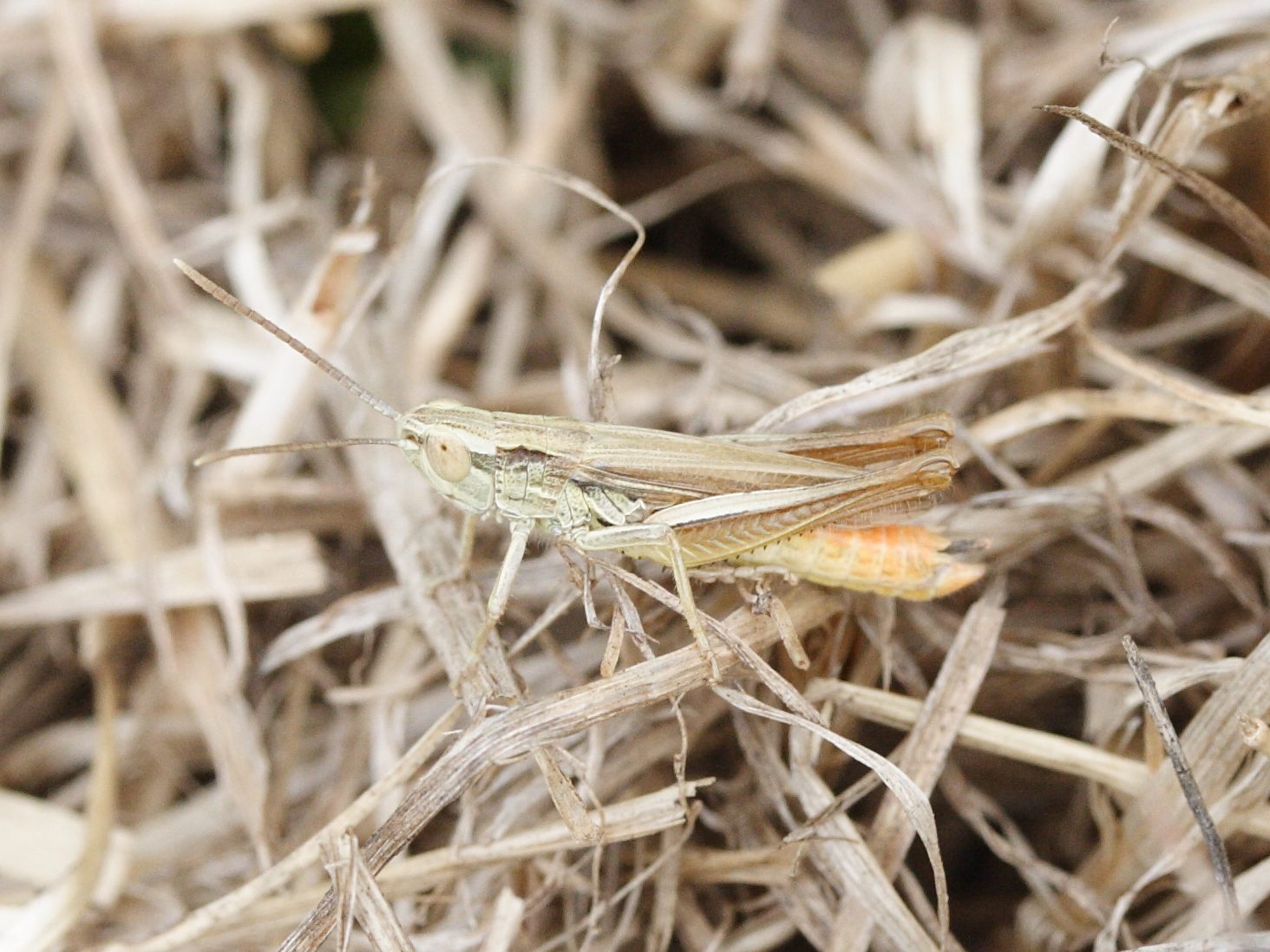 chorthippus_albomarginatus5md