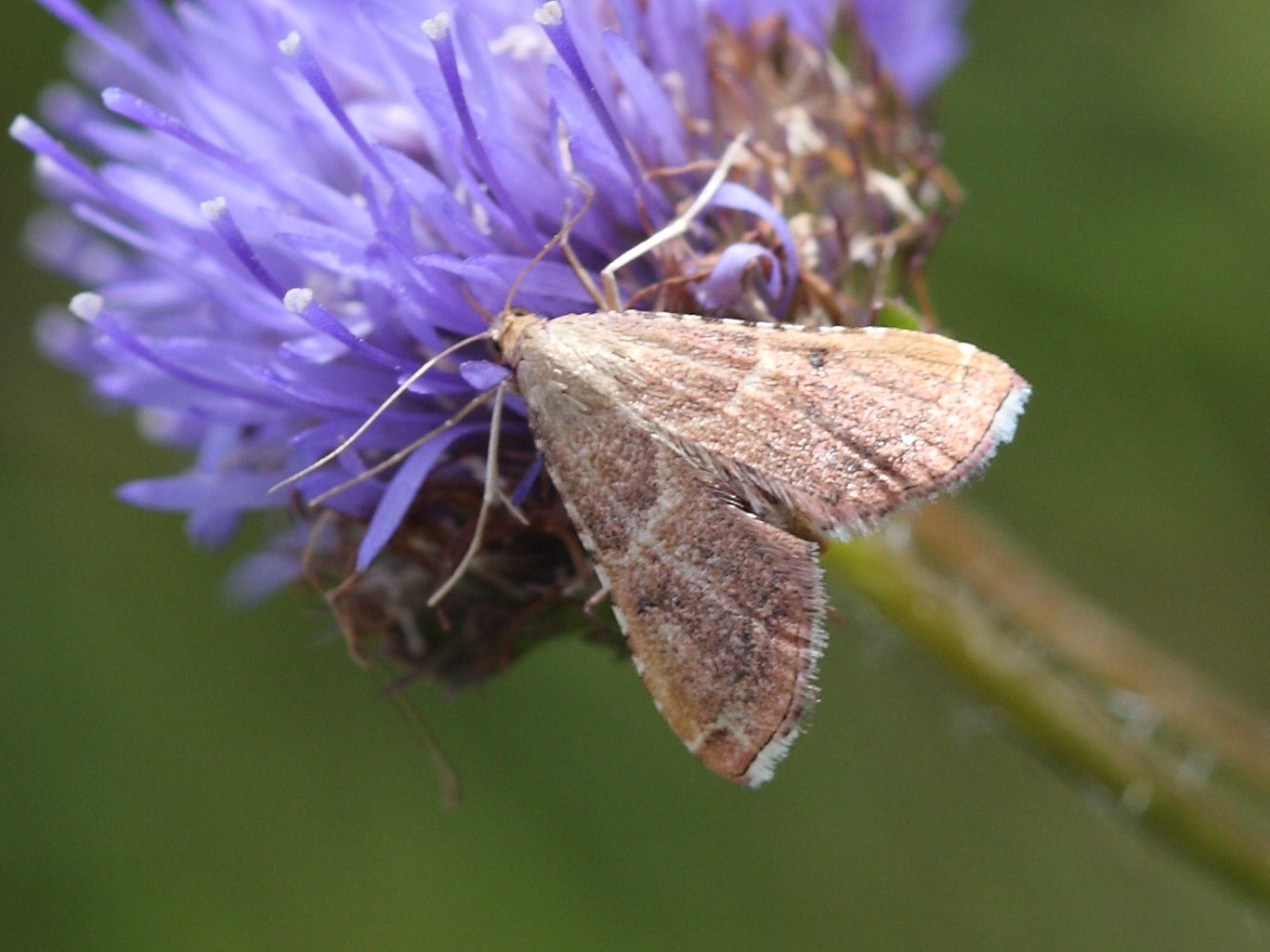 endotricha_flammealis2md