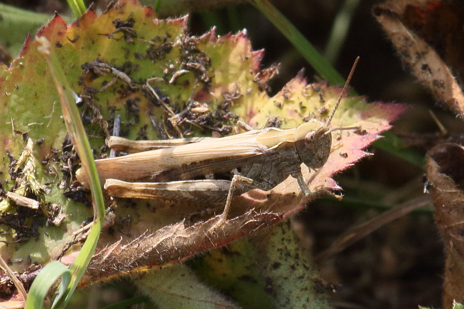 gomphocerippus_brunneus1bd