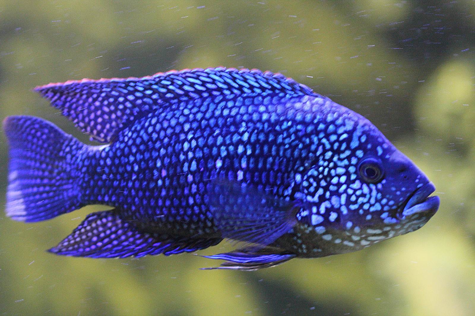 aulonocara_nyassae1bd