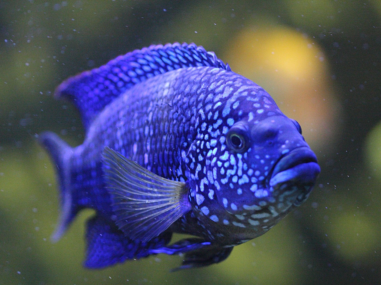 aulonocara_nyassae2bd