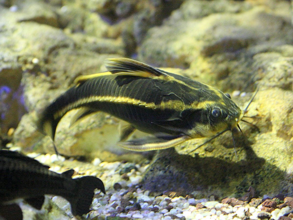 Afficher le média platydoras_armatulus1bd platydoras_armatulus1bd