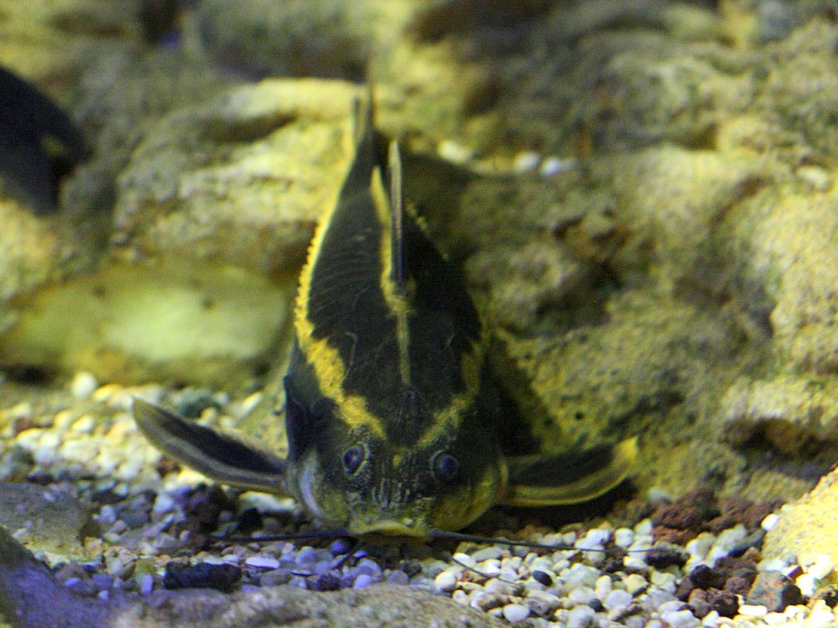 Afficher le média platydoras_armatulus2bd platydoras_armatulus2bd