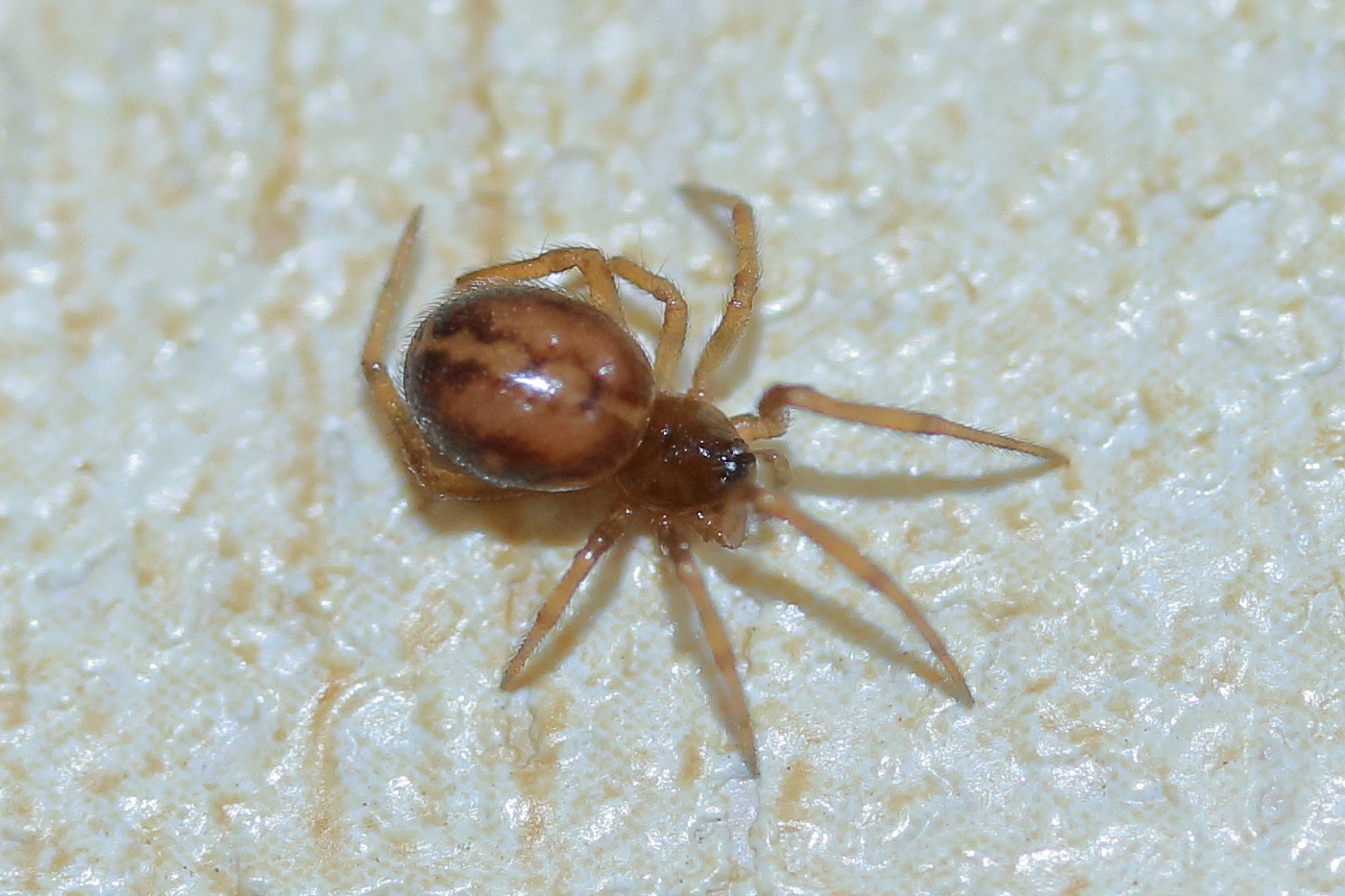 steatoda_bipunctata1md