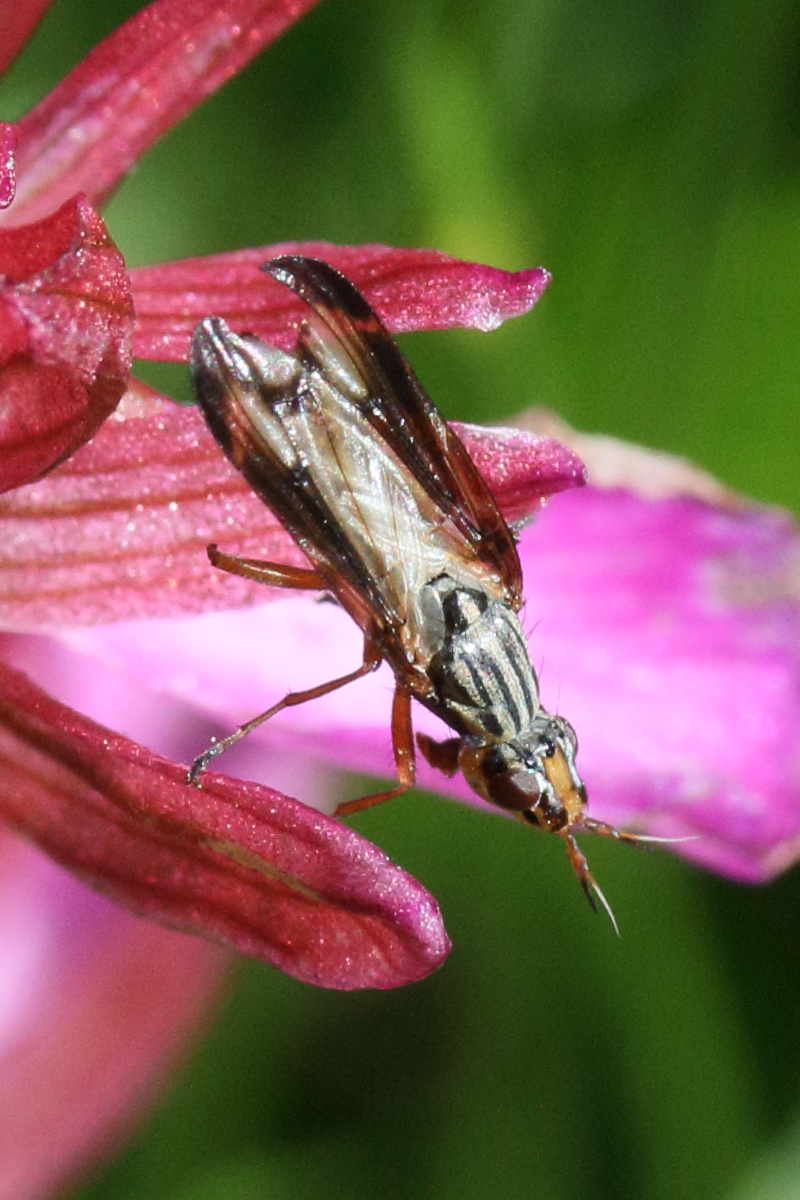 doryceras_grandis2md