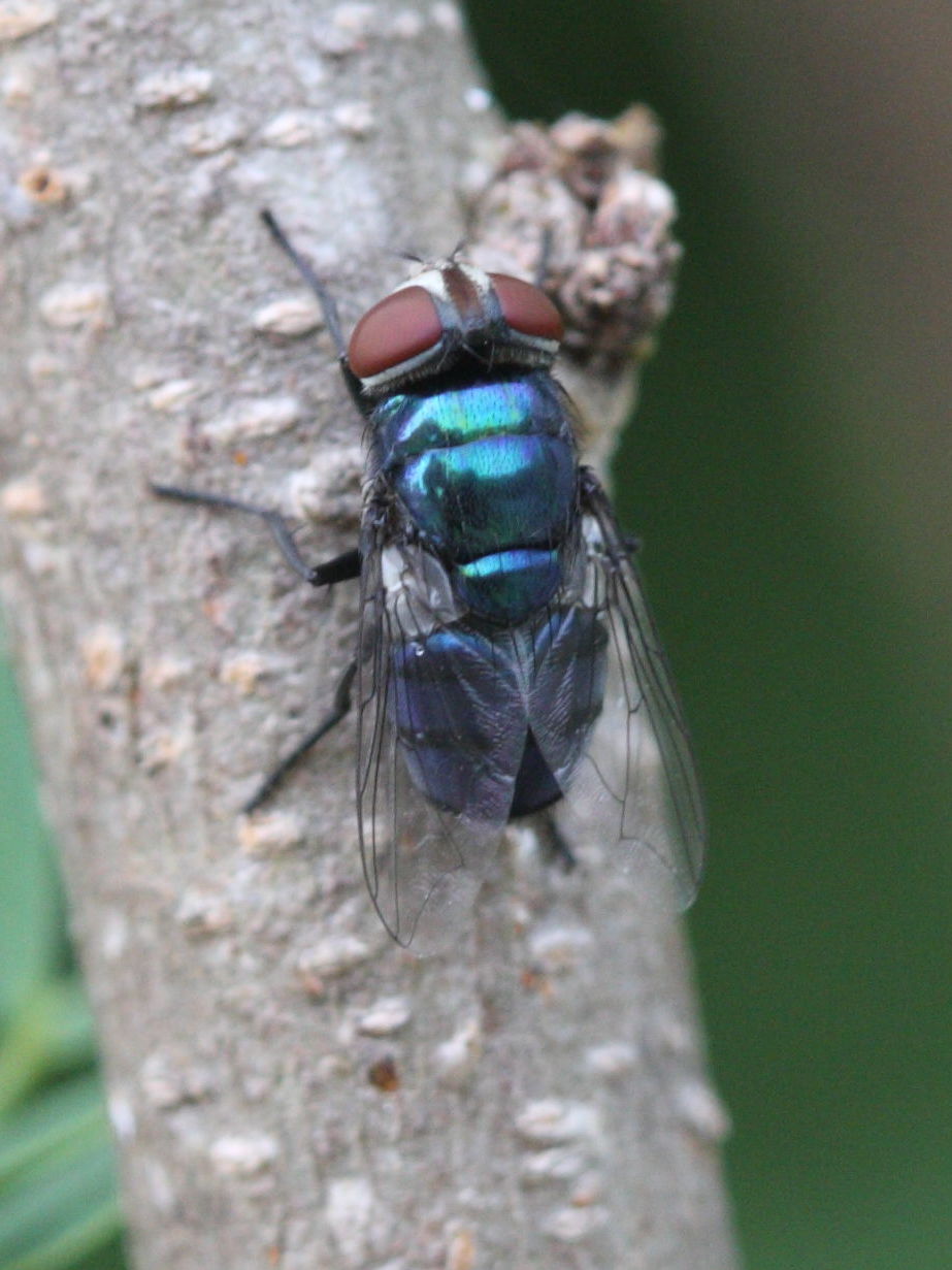 chrysomya_albiceps1md