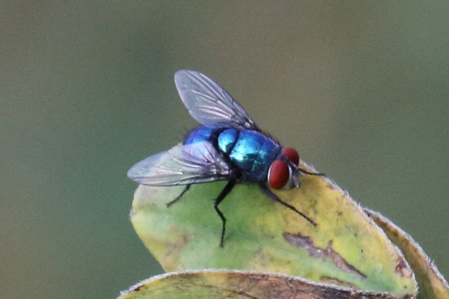 chrysomya_albiceps3bd