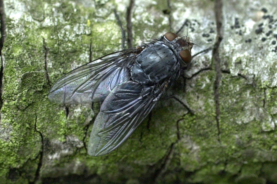 calliphora_vicina1md