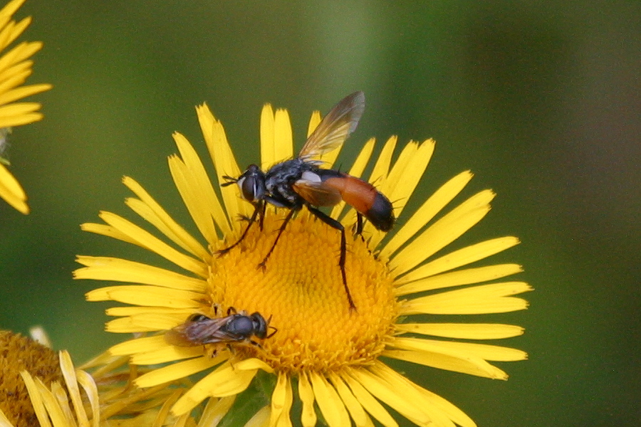 Afficher le média cylindromyia_brassicaria1bd cylindromyia_brassicaria1bd