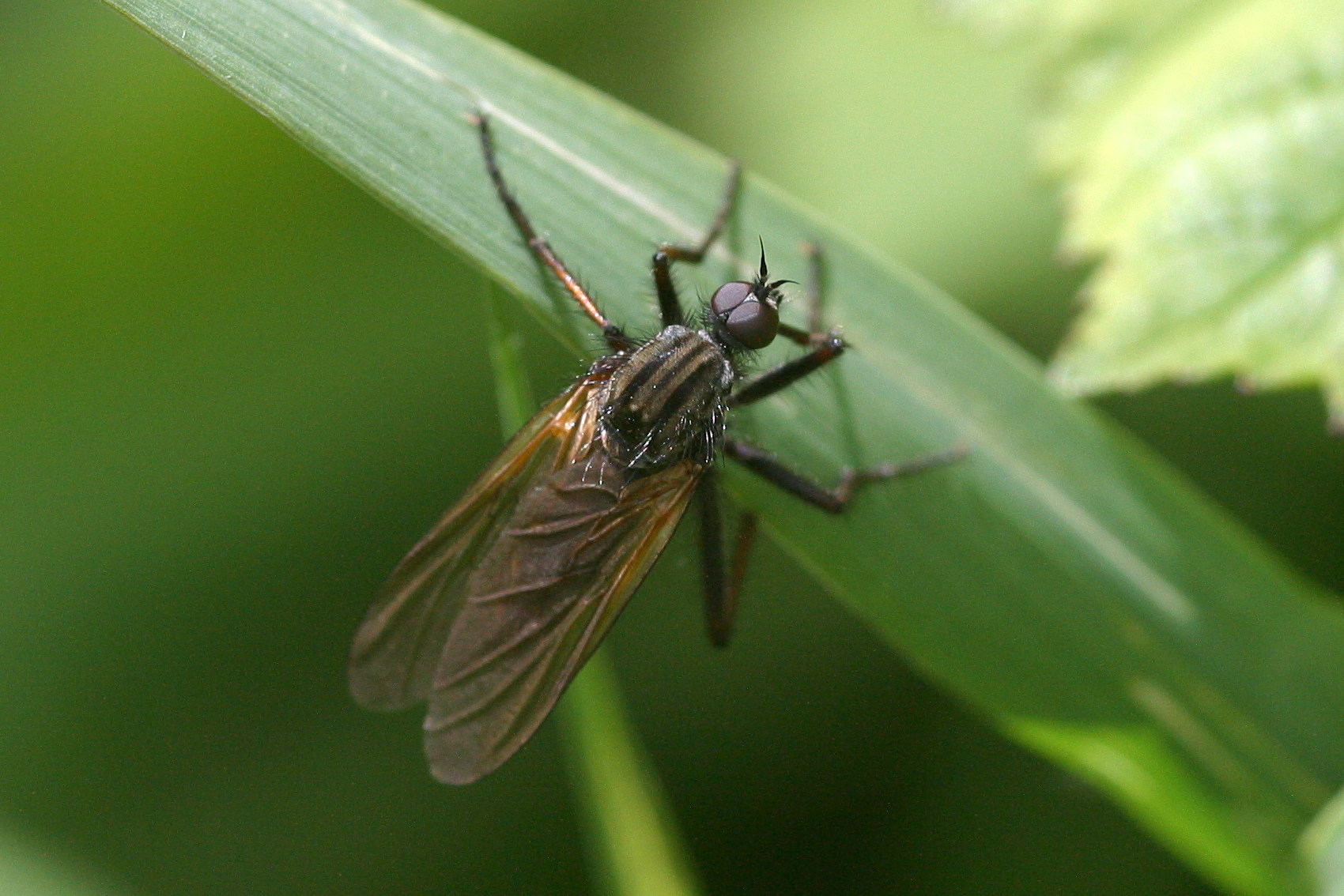 empis_tessellata4bd