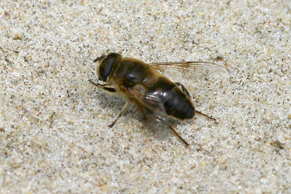 eristalis_tenax5bd
