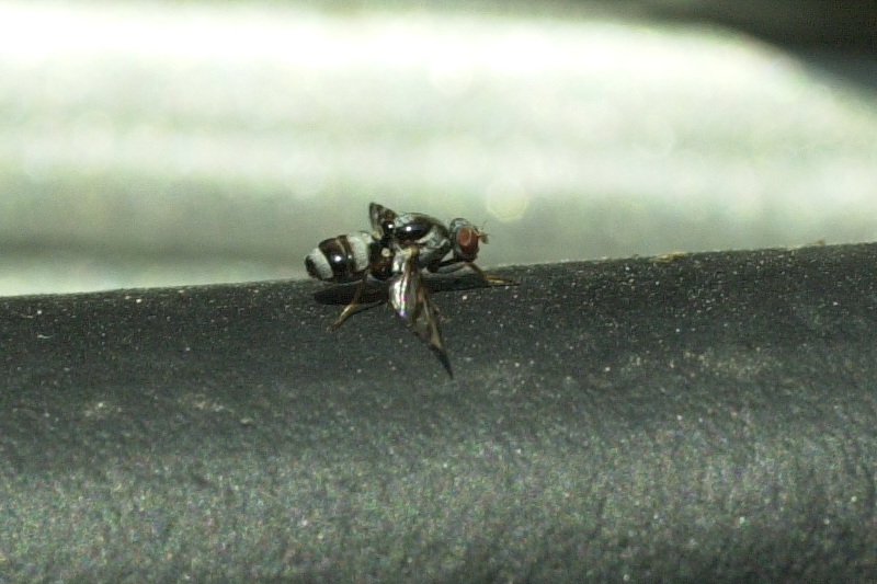 myennis_octopunctata1md