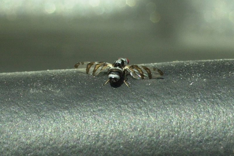 myennis_octopunctata2md