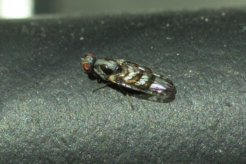 myennis_octopunctata3md