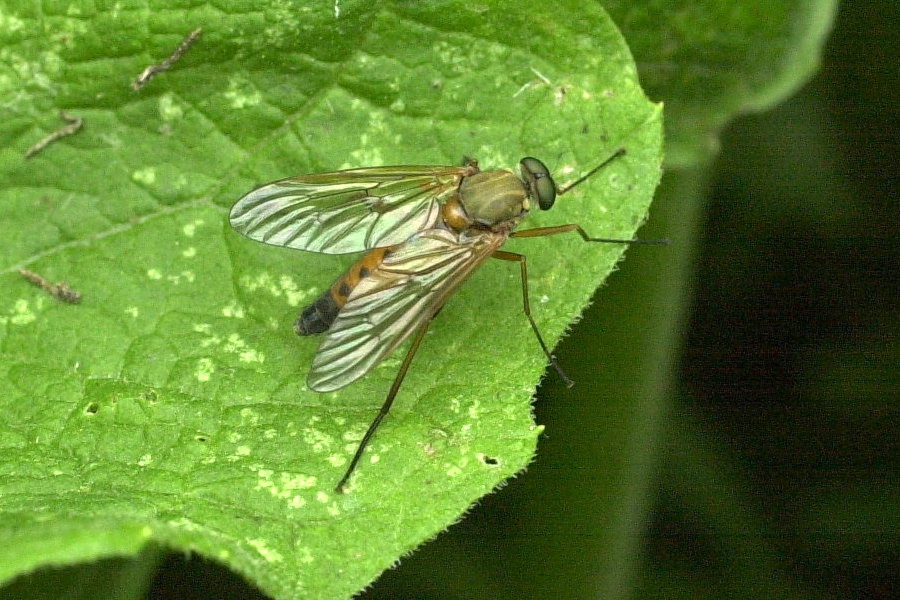 rhagio_tringarius4md