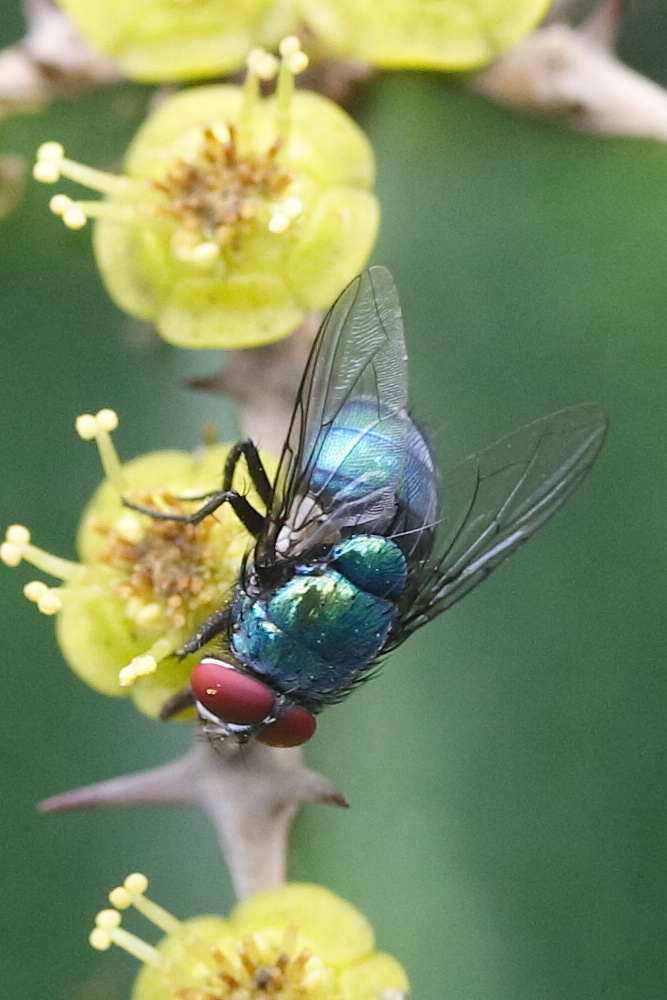 chrysomya_albiceps4md