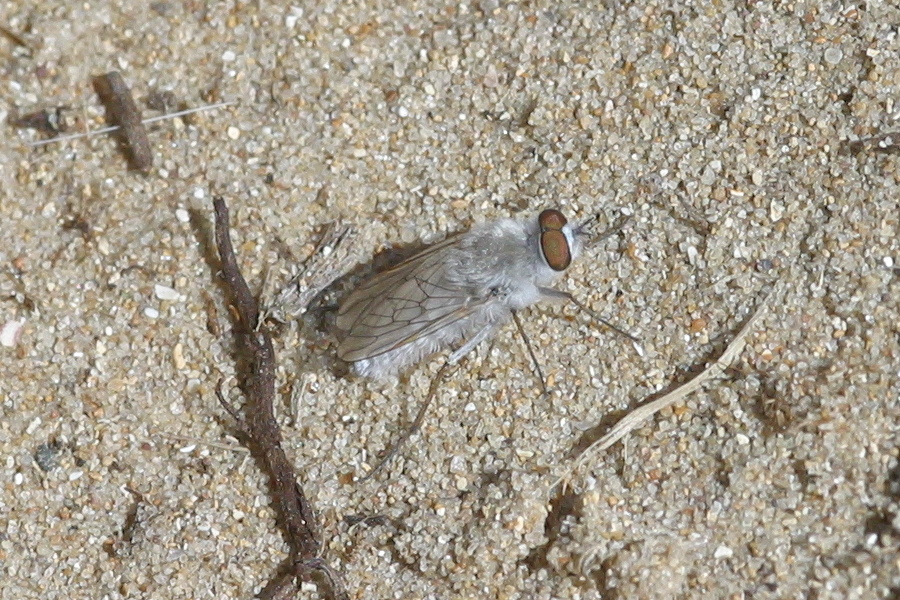 acrosathe_annulata1bd