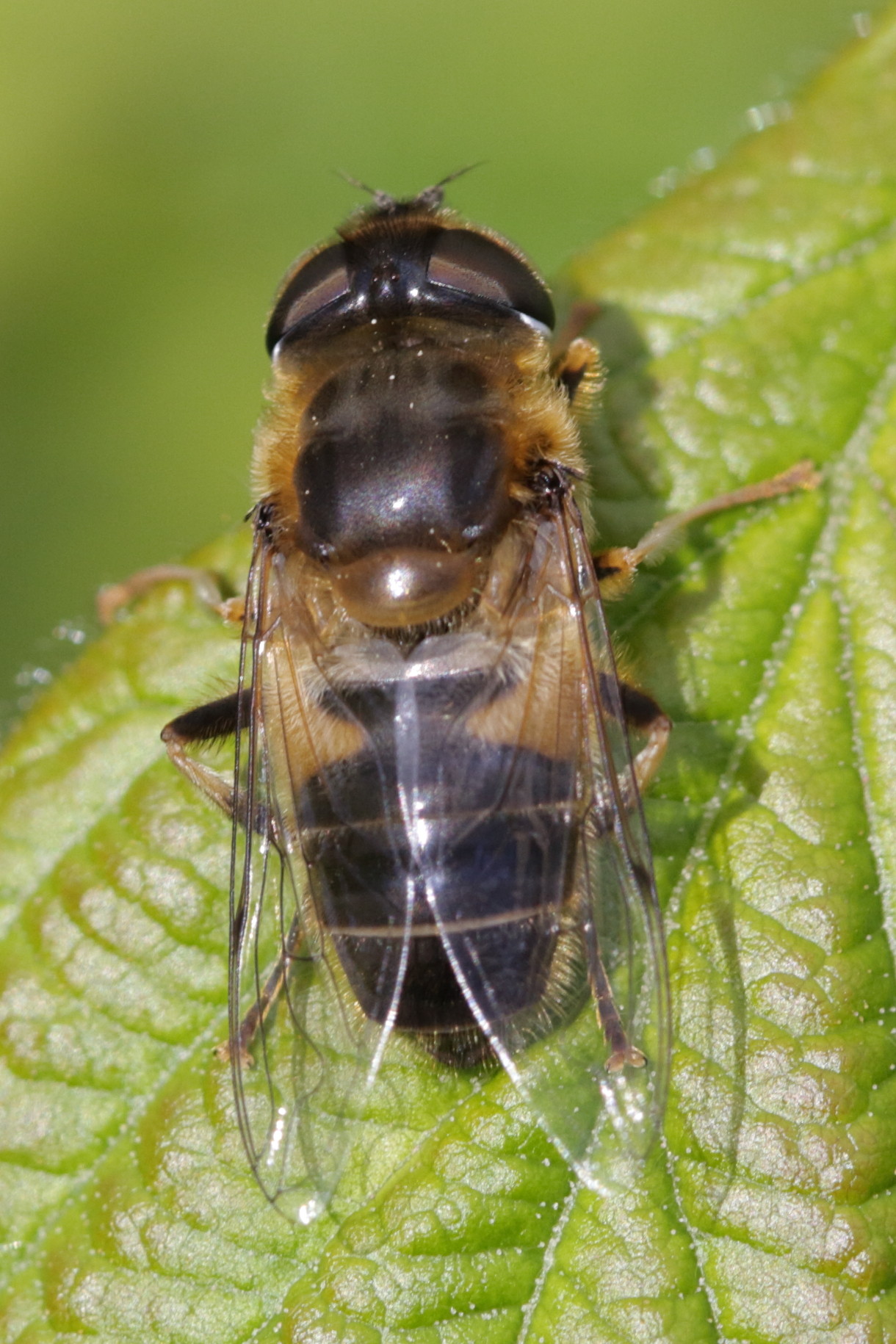 eristalis_pertinax3bd