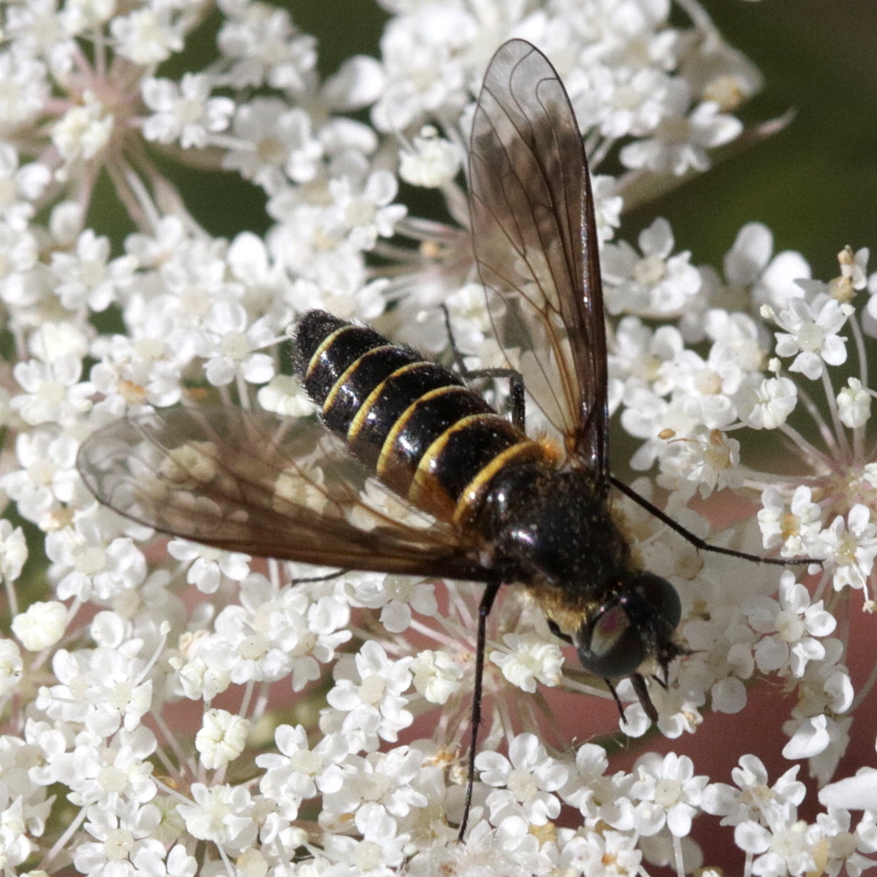 lomatia_lateralis1bd