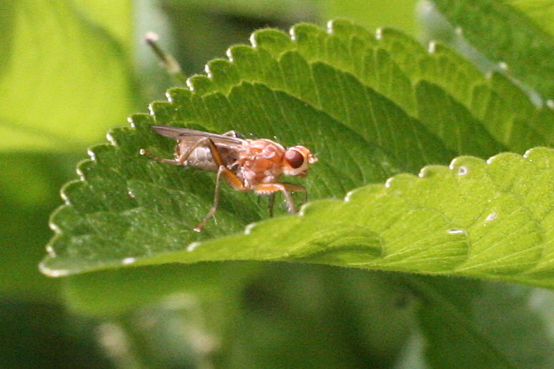 norellisoma_spinimanum1md