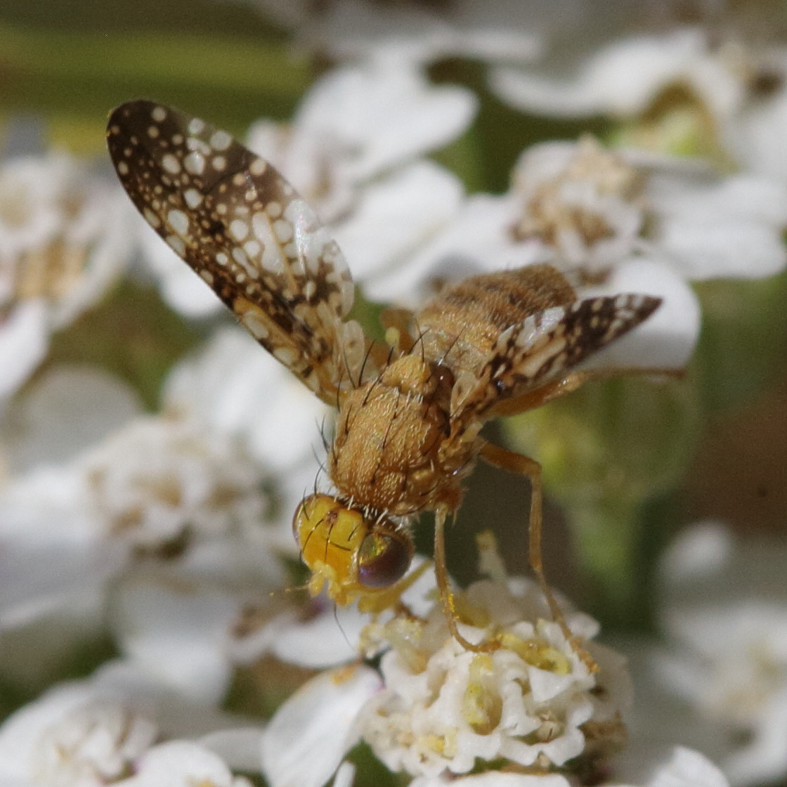 oxyna_flavipennis2bd