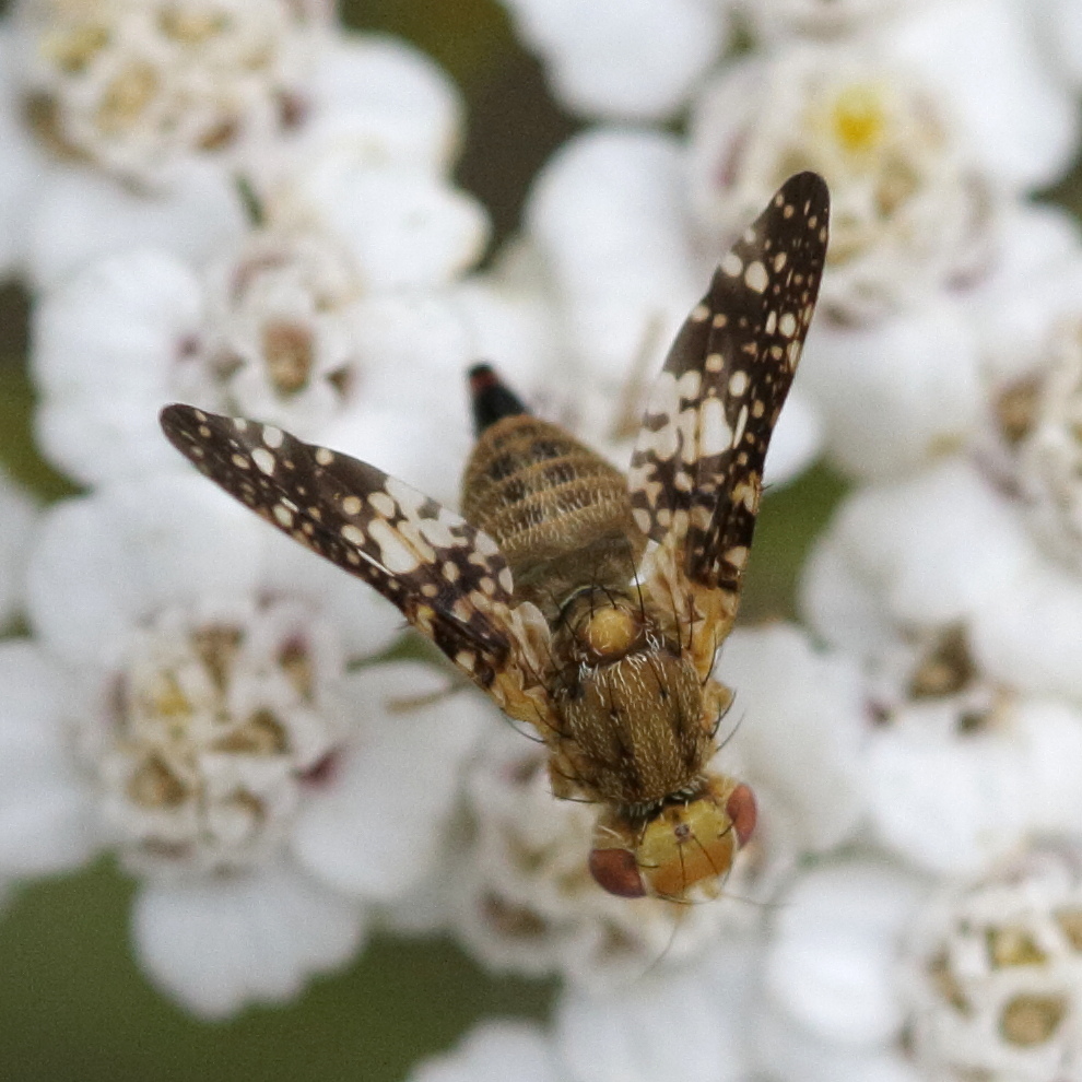 oxyna_flavipennis3bd