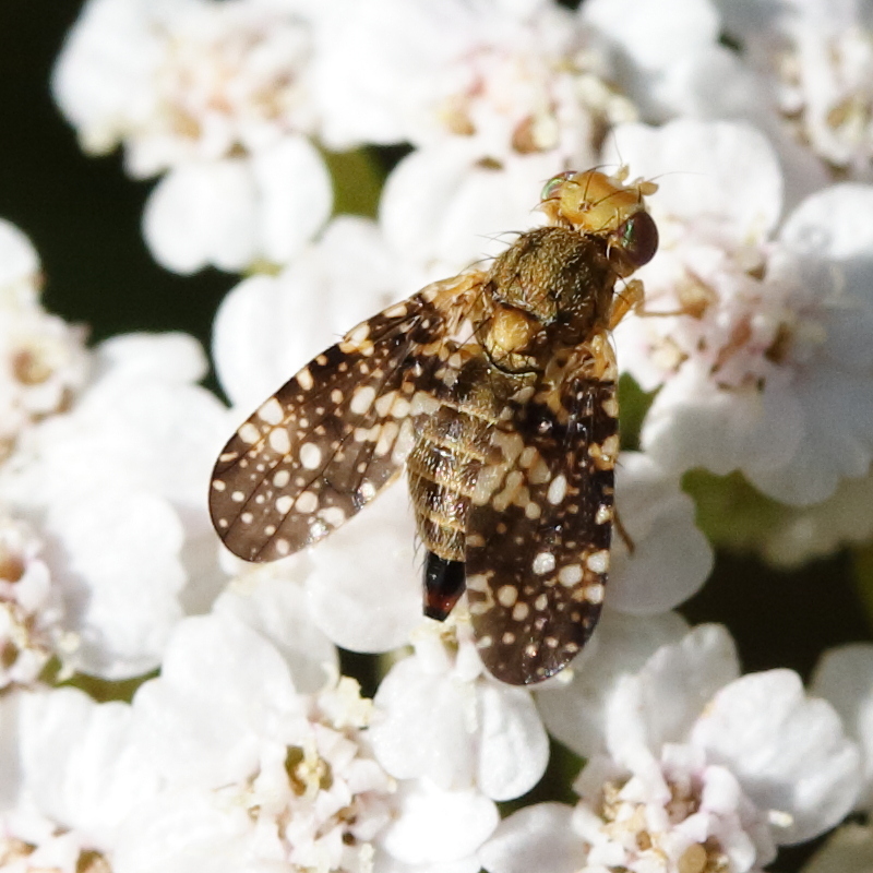 oxyna_flavipennis4md