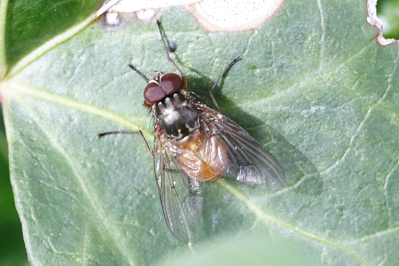 phaonia_rufiventris1md