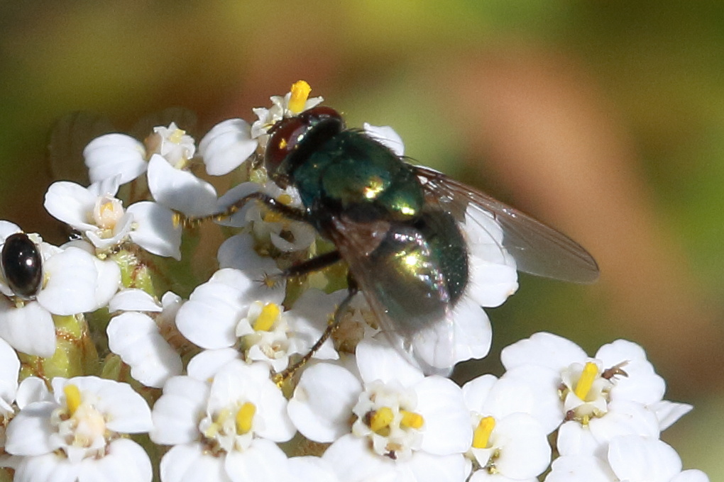 neomyia_cornicina1bd