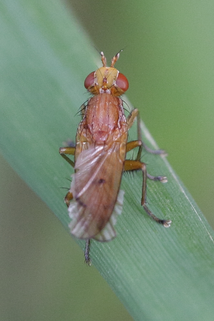 tetanocera_arrogans1bd