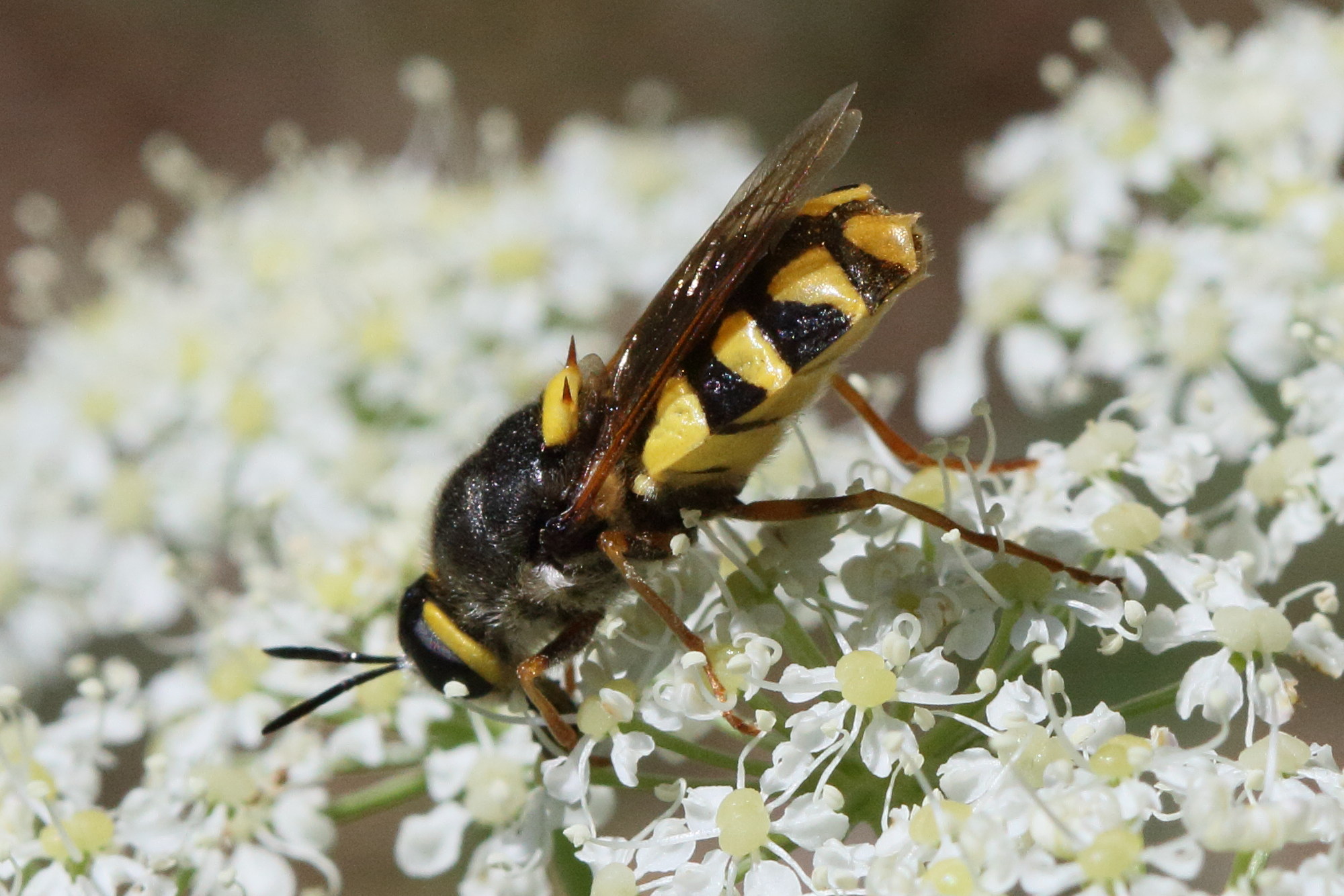 stratiomys_chamaeleon1bd