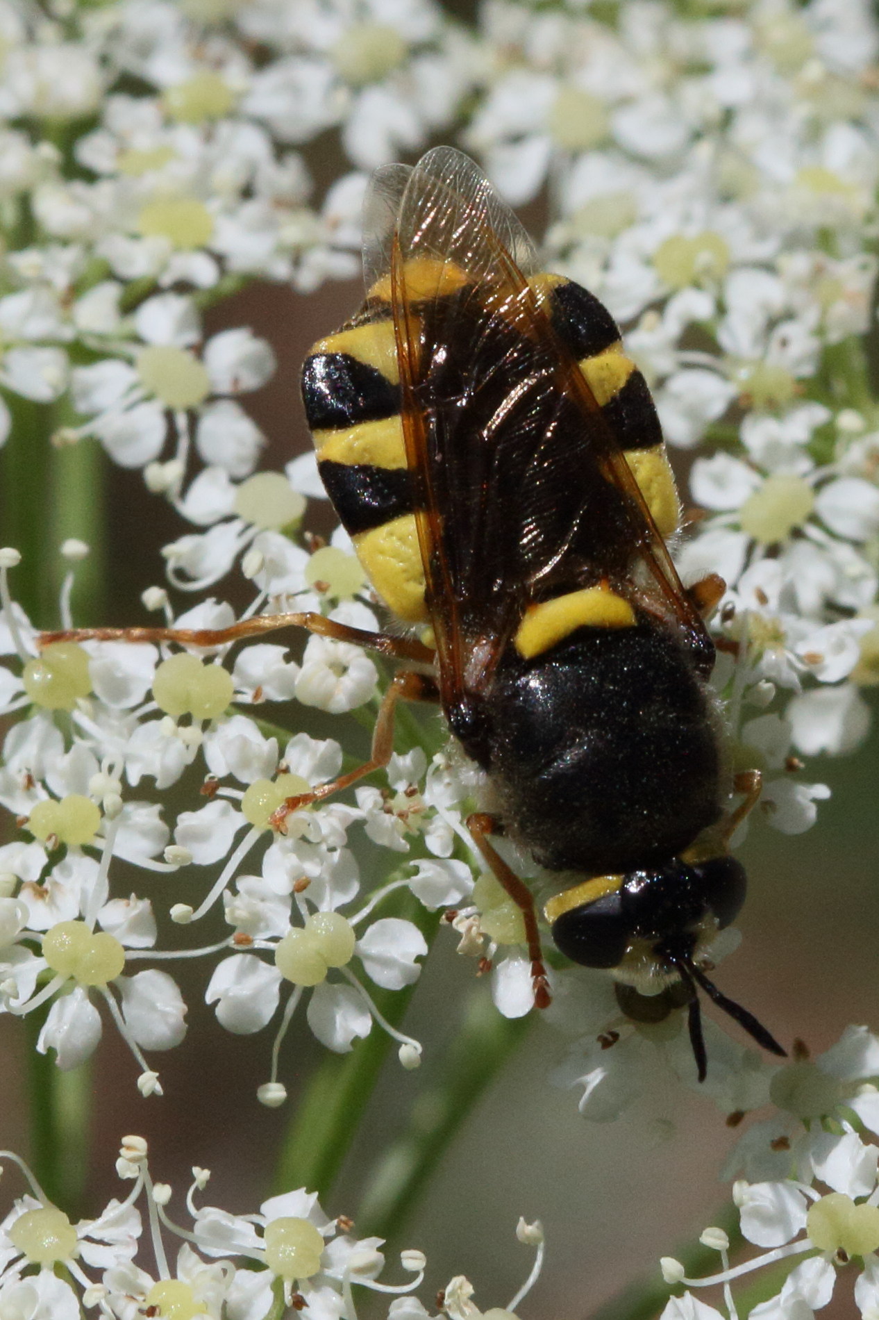 stratiomys_potamida4bd