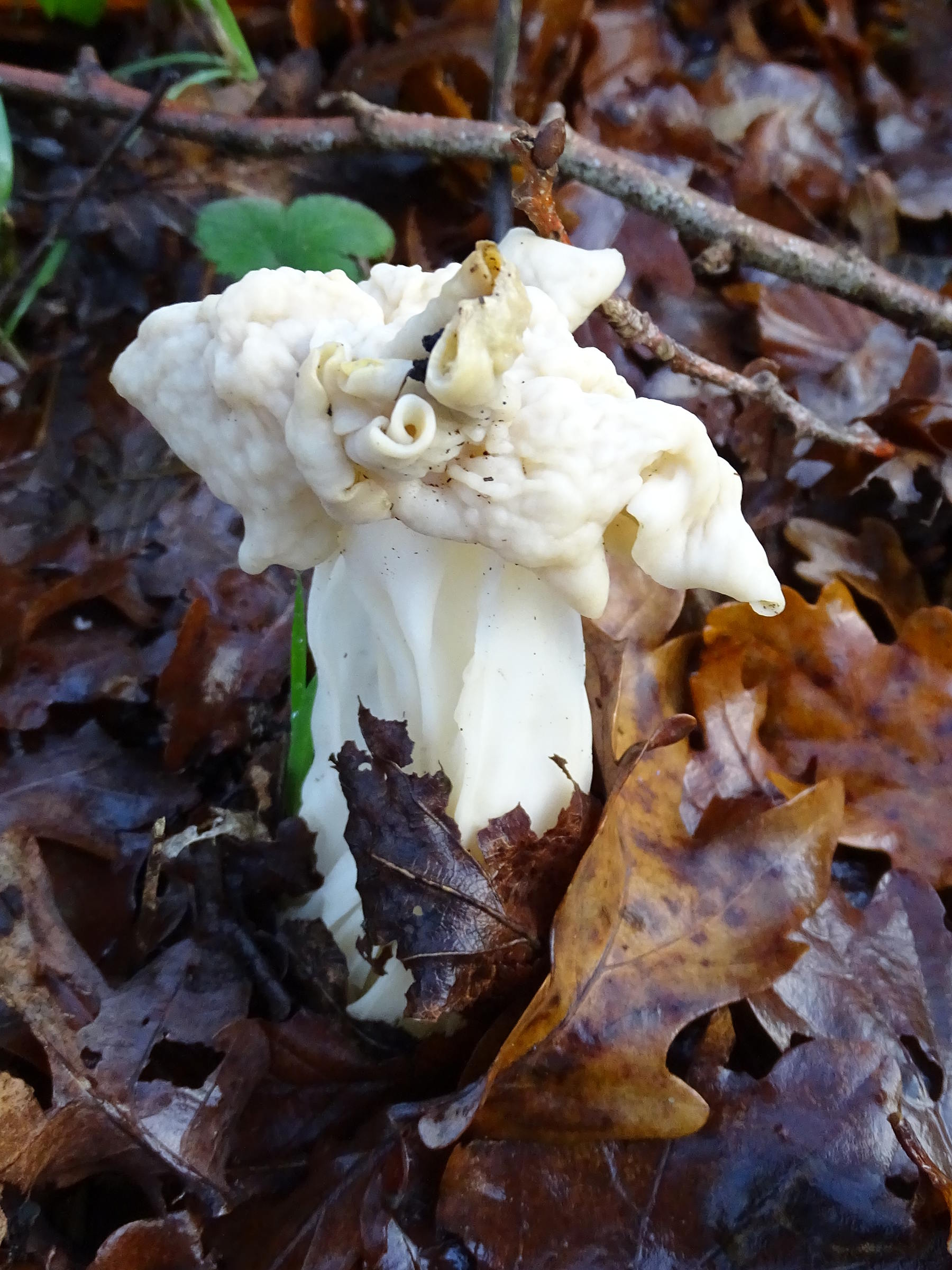 helvella_crispa5mv