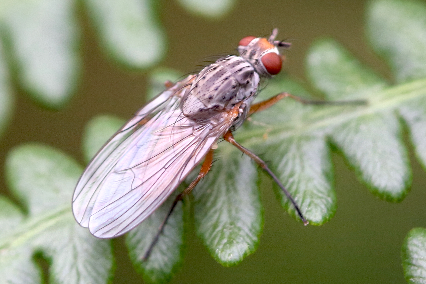 mycophaga_testacea1bd