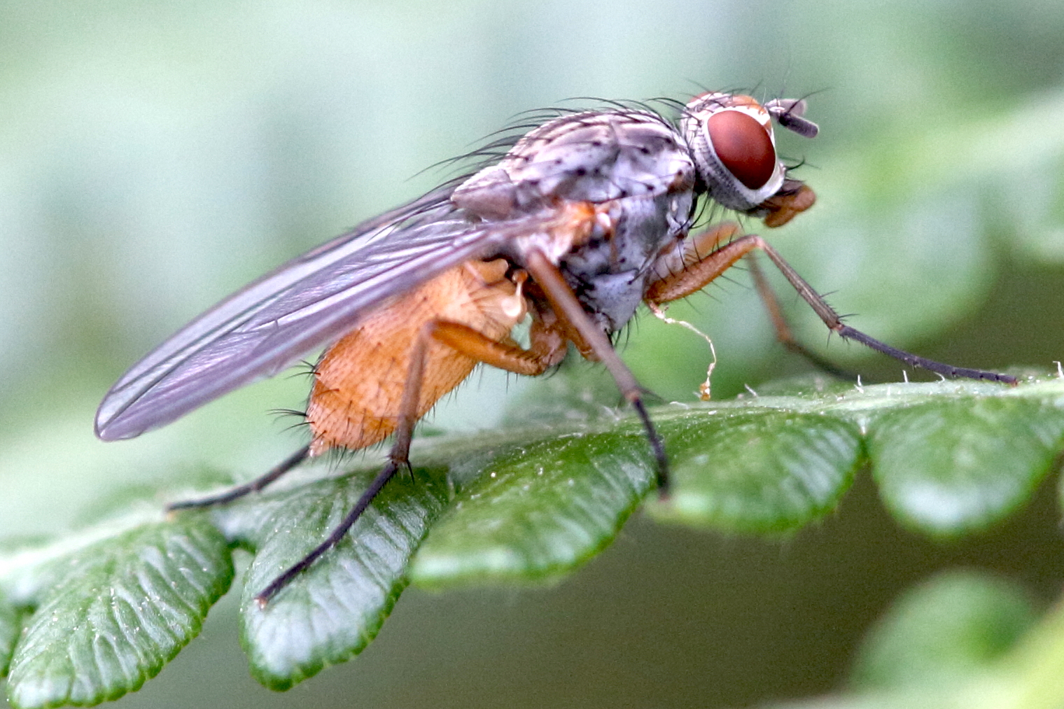 mycophaga_testacea2bd