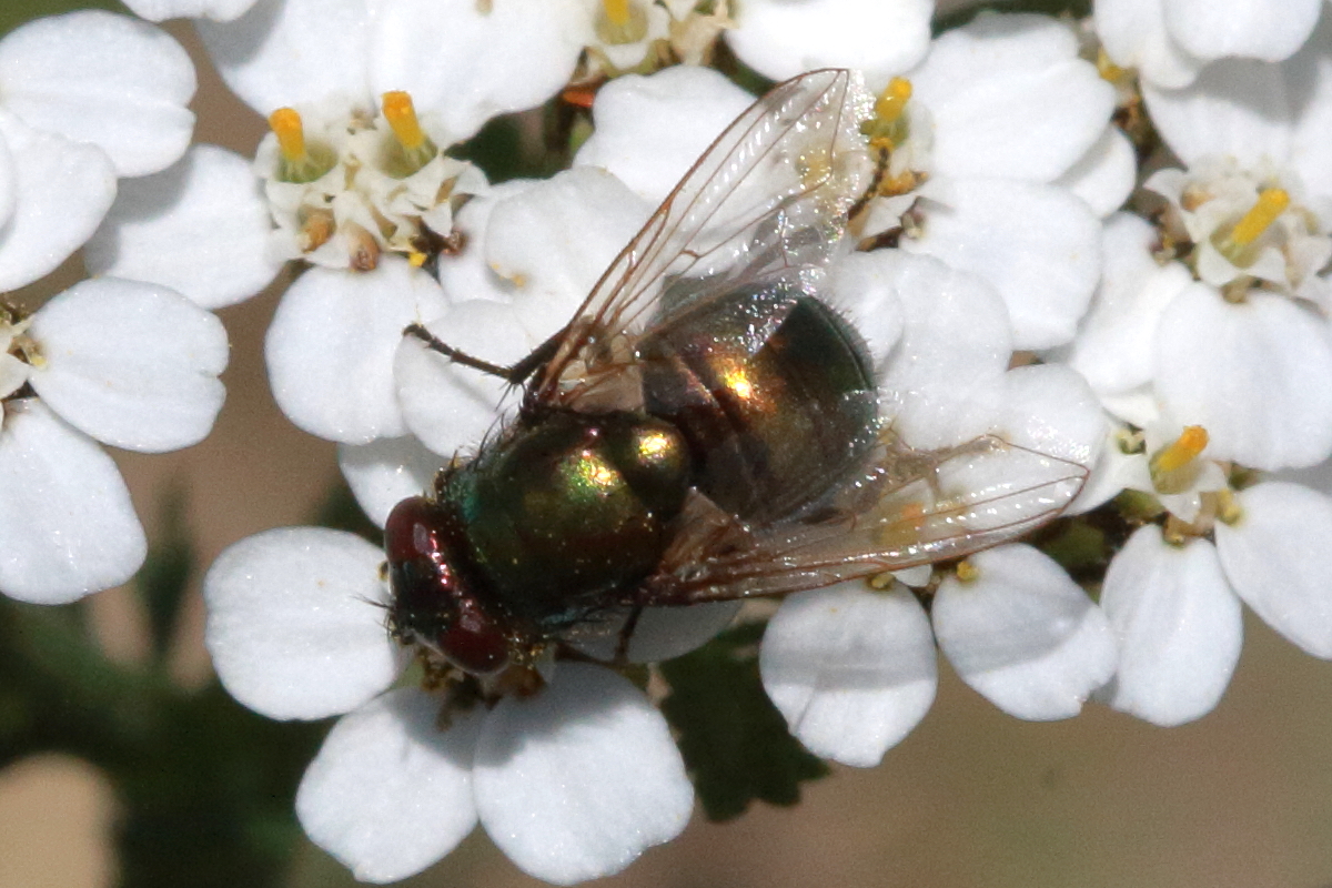 neomyia_cornicina2bd