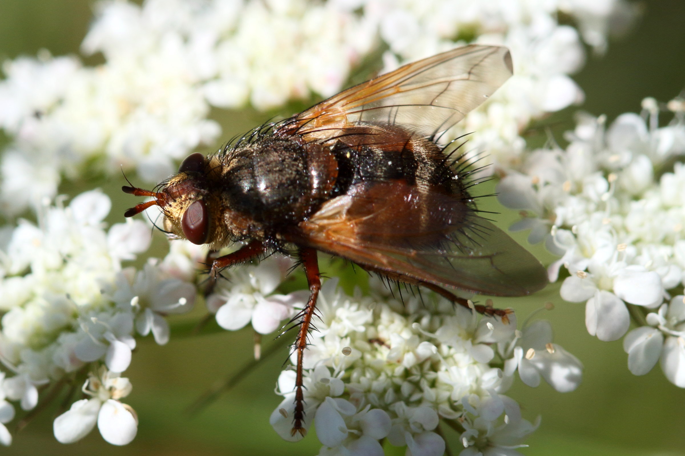 Afficher le média tachina_magnicornis1bd tachina_magnicornis1bd