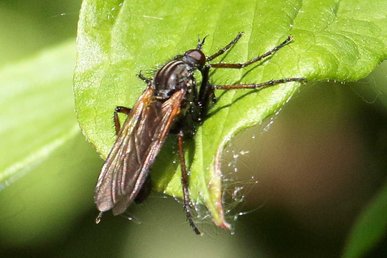 empis_tessellata4bd