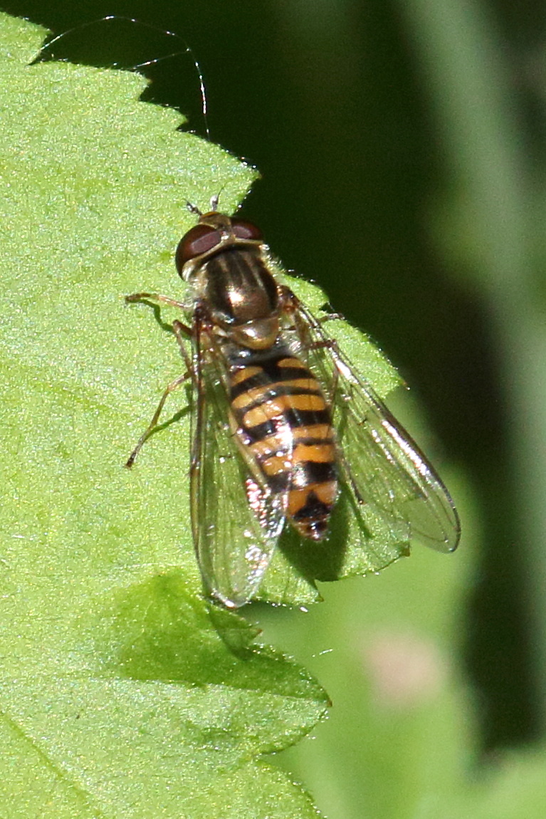 episyrphus_balteatus5bd