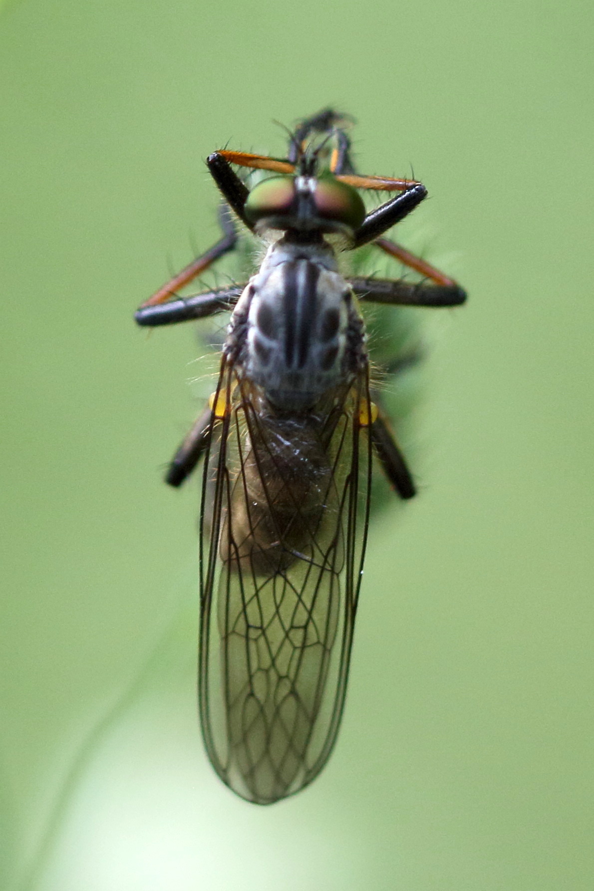 neoitamus_cyanurus1md