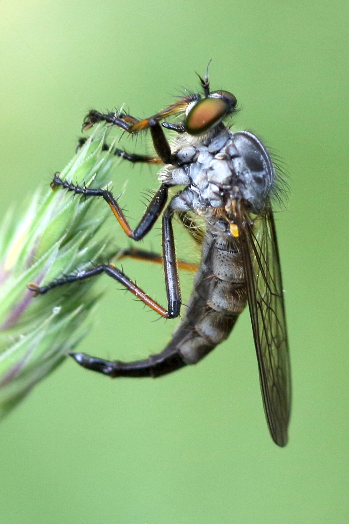 neoitamus_cyanurus2md