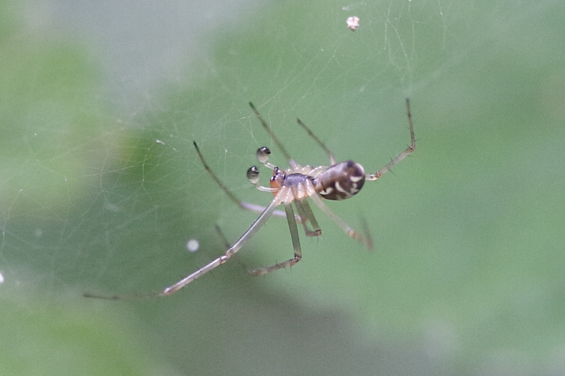 linyphia_triangularis6md