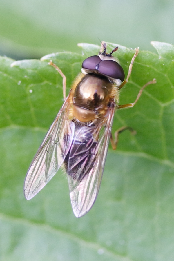 epistrophe_eligans1md