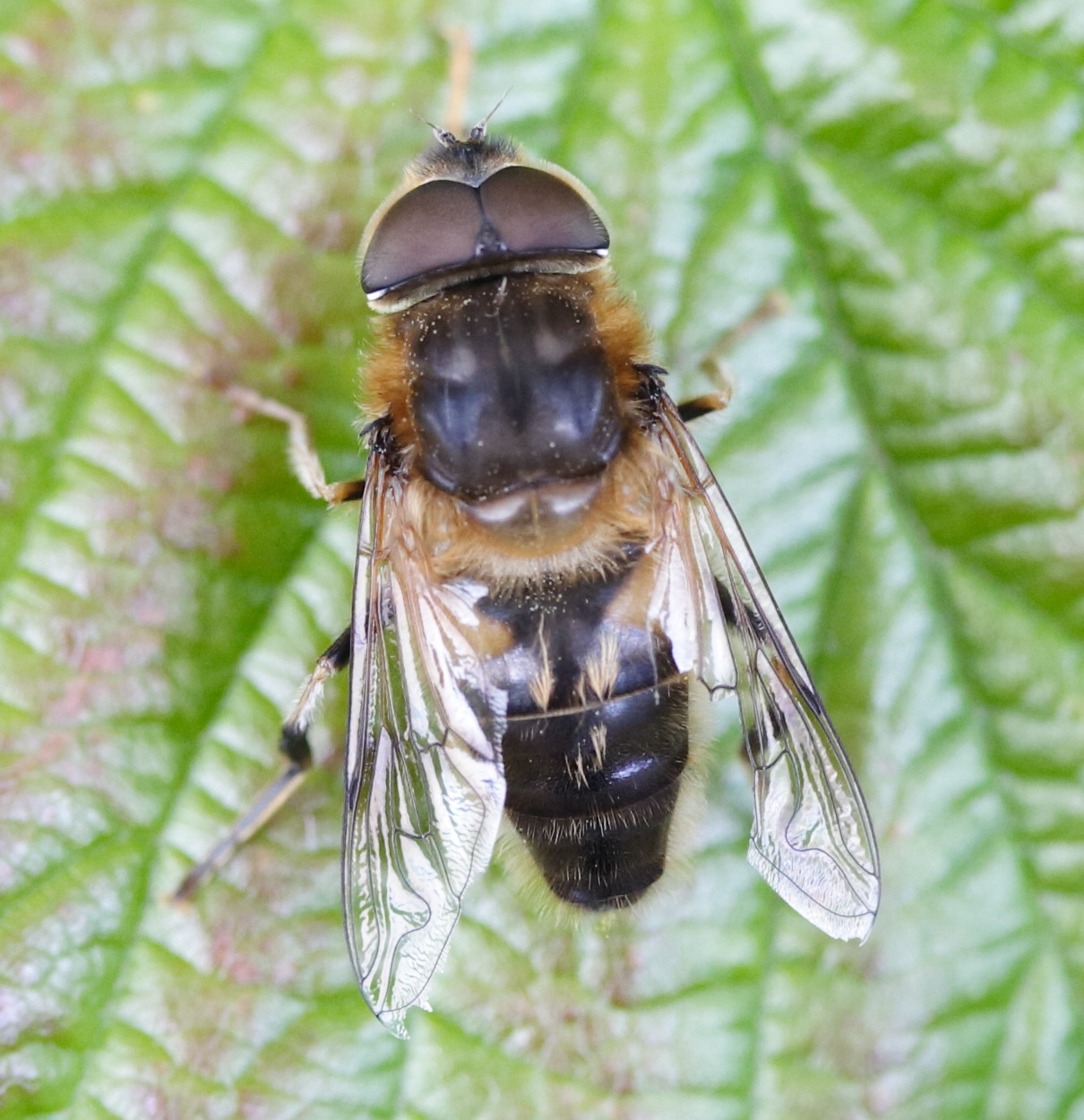eristalis_pertinax4md