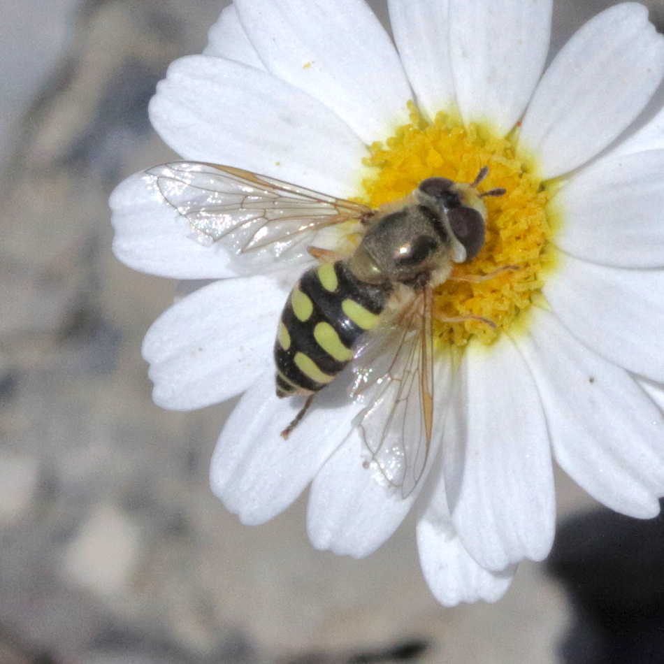 eupeodes_corollae5bd